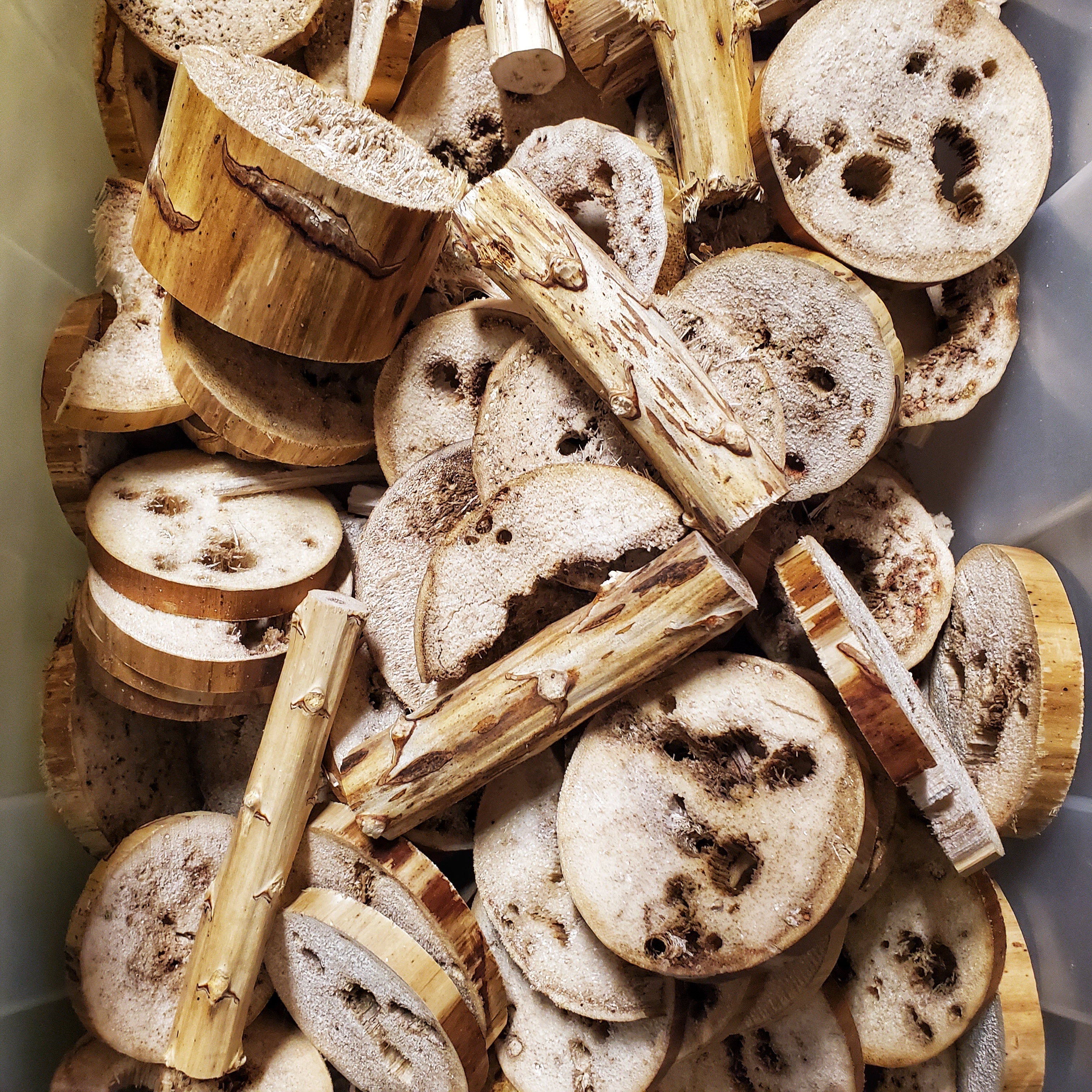 Yucca SECONDS
