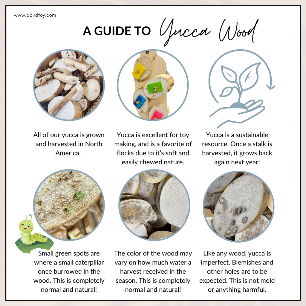 Yucca SECONDS