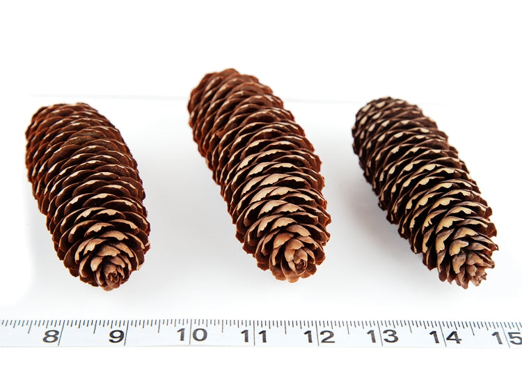 Fancy Pine Cones - 6 Pack