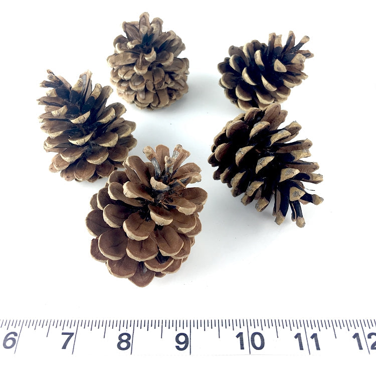 Medium Pine Cones - 10 Pack